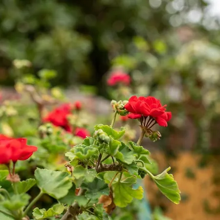 Corte Degli Estensi, Romantica Mansardina *